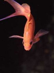 Anthias, Riou Island,Marseille, Mediterraneen sea, Taken ... by Jean-claude Zaveroni 